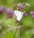 Checkered White Butterfly