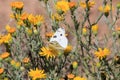 Checkered White Butterfly