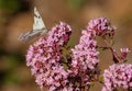 Checkered White, Pontia protodice, Butterfly on Pink Wildflowers at Montrose Botanic Gardens, Colorado