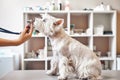 Checking the breath. Female veterinarian hands is holding phonendoscope in front of dog`s nose at veterinary clinic