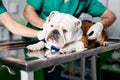 Checking the breath. Male veterinarian in work uniform listening to the breath of a dog.