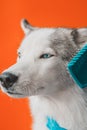 Checking the dog. The master combs a purebred animal in a veterinary clinic with a comb Royalty Free Stock Photo