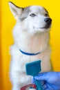 Checking the dog. The master combs a purebred animal in a veterinary clinic with a comb Royalty Free Stock Photo