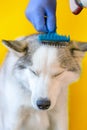 Checking the dog. The master combs a purebred animal in a veterinary clinic with a comb Royalty Free Stock Photo