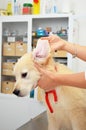 Vet checking dogs ear Royalty Free Stock Photo