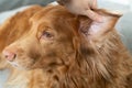 Checking dogs ears Royalty Free Stock Photo