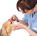 Checking eyes of dog in veterinary clinic. isolated