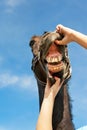 Checking horse teeth. Multicolored outdoors image.