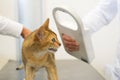 Checking for Microchip implant by cat Royalty Free Stock Photo