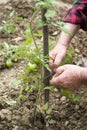 Checking plants of tomatoes Royalty Free Stock Photo