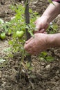 Checking plants of tomatoes Royalty Free Stock Photo