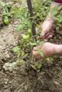 Checking plants of tomatoes Royalty Free Stock Photo