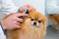 Checking the puppyÃ¢â¬â¢s ears with an otoscope. A dog being examined at a veterinary clinic. Close-up Royalty Free Stock Photo