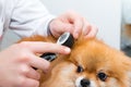 Checking the puppyÃ¢â¬â¢s ears with an otoscope. A dog being examined at a veterinary clinic. Close-up Royalty Free Stock Photo