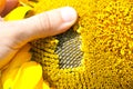 Checking ripe sunflower Royalty Free Stock Photo