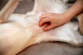 Checkup the mammary glands are swollen, false pregnancy or pseudocyesis of a female dog