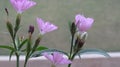 Cheddar Pink Flowers and buds, Dianthus Gratianopolitanus, Royalty Free Stock Photo