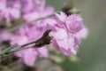 Cheddar Pink flowers
