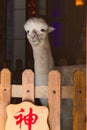 Cheecky beige alpaca