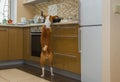 Basenji dog inspecting kitchen while being home alone