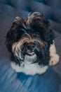 Cheeky black and white 4 months old Havanese puppy on a sofa, looking up at the camera Royalty Free Stock Photo