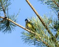 Cheeky Blue Tit, Cyanistes caeruleus, perched on a pine tree branch on blue sky background Royalty Free Stock Photo