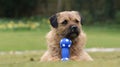 A cheeky border terrier Royalty Free Stock Photo