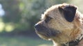 A cheeky border terrier Royalty Free Stock Photo