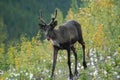 Cheeky Caribou Royalty Free Stock Photo