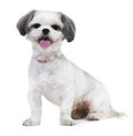 A cheeky and charming canine. Studio shot of an adorable lhasa apso puppy isolated on white.
