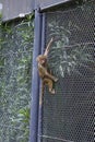 Cheeky Climbing Baby Baboon