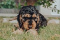 Cheeky Cockapoo puppy relaxing on a grass in the garden, looking at the camera