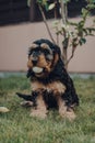 Cheeky Cockapoo puppy sitting in a garden with a ball in his mouth Royalty Free Stock Photo