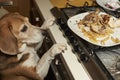 Cheeky dog looking food remains Royalty Free Stock Photo