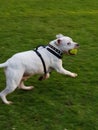 Cheeky dog teasing his owners with his ball Royalty Free Stock Photo