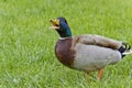 Cheeky duck Royalty Free Stock Photo