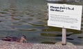 Cheeky duck Royalty Free Stock Photo