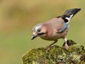 A cheeky garden bird jay on a mossy rock