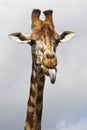 Cheeky Giraffe Royalty Free Stock Photo
