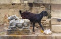 A cheeky goat eat the flower offerings to the holy cow on the banks of the holy river Ganges.