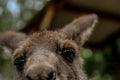 A cheeky kangaroo Royalty Free Stock Photo