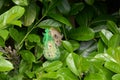 Cheeky little mouse is stealing bird food into a cherry laurel shrub