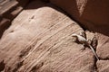 Cheeky lizard on red sandstone rock Royalty Free Stock Photo