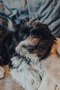 Cheeky 3 months old Havanese puppy on sofa at home, looking at the camera Royalty Free Stock Photo