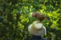 Cheeky New Zealand Kaka standing on a touristÃ¢â¬â¢s hat. Kapiti Island. Royalty Free Stock Photo