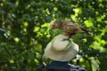 A cheeky New Zealand Kaka standing on a touristÃ¢â¬â¢s hat. Kapiti Island. Royalty Free Stock Photo