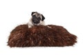 Cheeky pug puppy dog lying down on fuzzy fake fur pillow