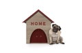 Cheeky pug puppy dog sitting down next to dog house with sign Home Royalty Free Stock Photo