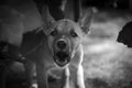 So cheeky puppy attacks the photographer while shooting