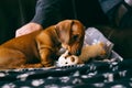 Cheeky puppy with a toy Royalty Free Stock Photo